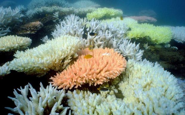 Decoloración del arrecife de coral de la isla Halfway.