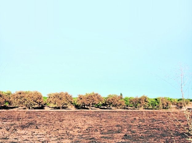 El incendio del herbazal que llenaba el campo sin cultivar llevó las llamas hasta los naranjos cuidados del fondo.