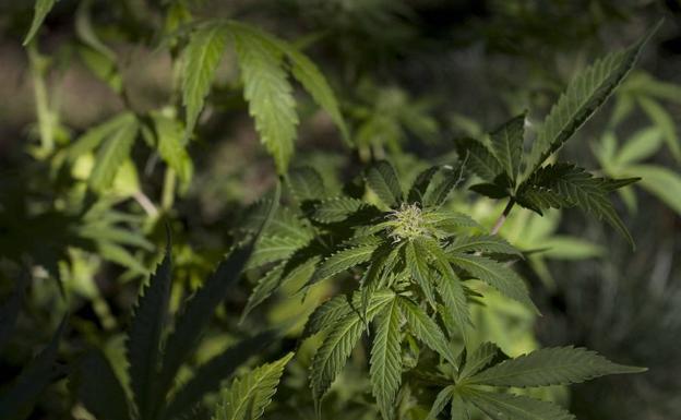 Los detenidos también tenían material para el cultivo de marihuana./Reuters