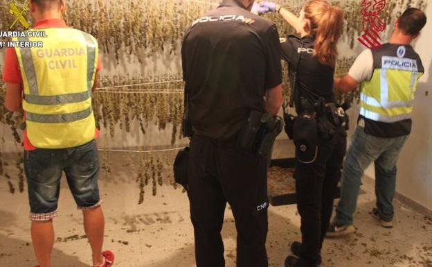 Desmantelan un importante punto de distribución de marihuana en Valencia.