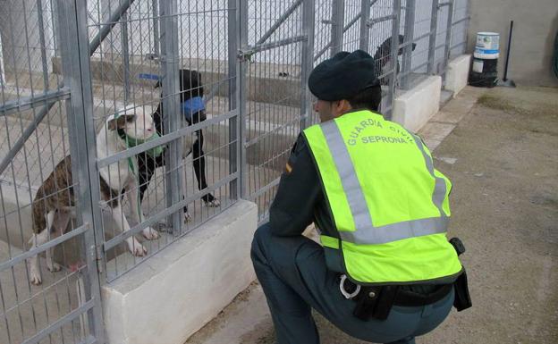 Perros en la unidad canina de la Guardia Civil