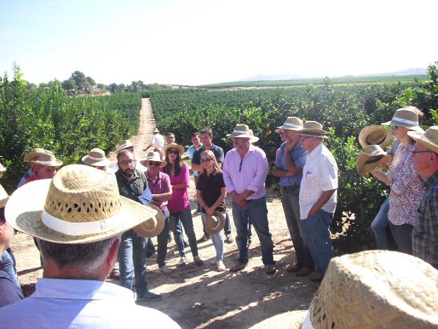 Agricultores atienden a las explicaciones técnicas de Carlos Mesejo y Camilo Garcés en una finca de M7 en Godelleta. / v. ll.