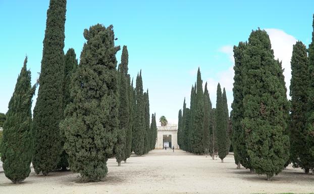 Paseo de cipreses./Á.G.D.