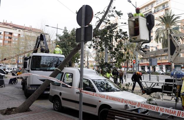 Trabajos de retirada de un árbol que ayer cayó sobre la catenaria del tranvía. / efe
