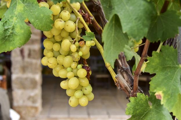 Uva moscatel en Benissa. José Iglesias/