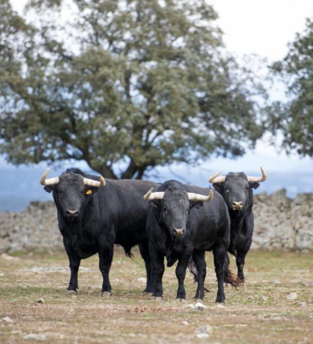 Lote de toros de Victoriano en la finca el Palomar. / APLAUSOS