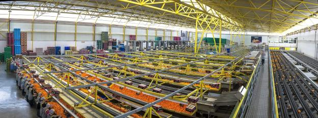 Trabajadores en las instalaciones de Bollo International Fruits. / LP
