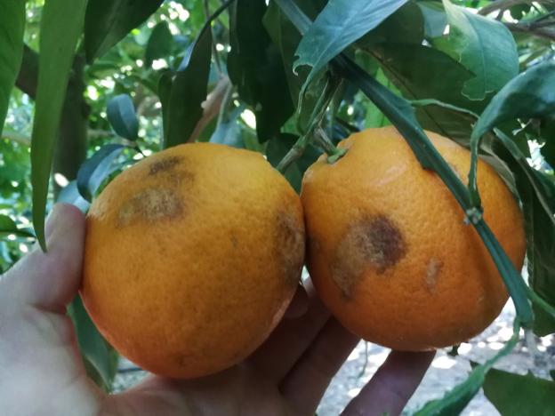 Naranjas con manchas causadas por el 'trips de la orquídea'. / ivia