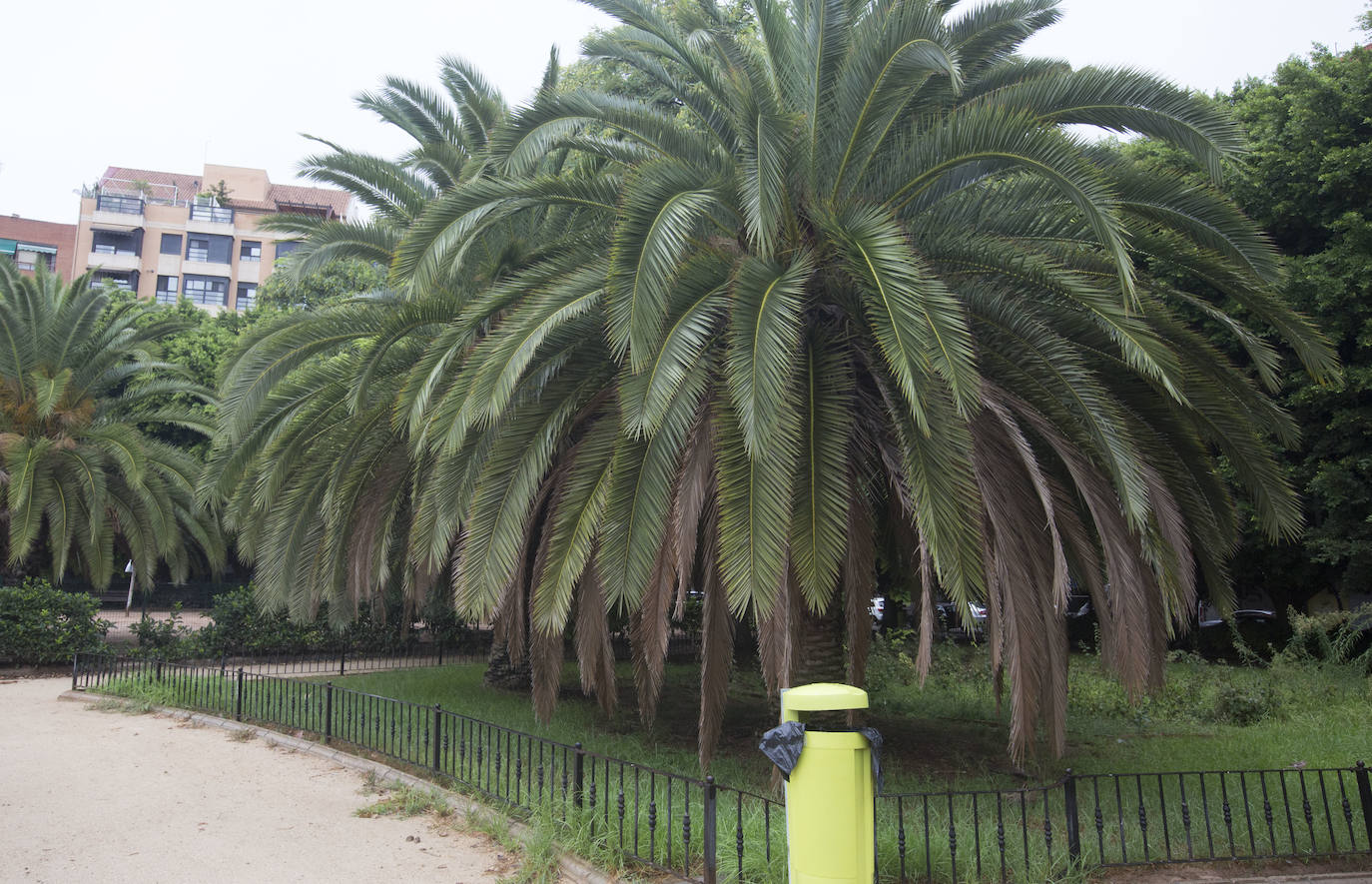 Fotos La Falta De Poda Se Adue A De Valencia Las Provincias