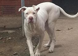 Uno de los perros, de la raza American Bulldog, que protagonizaron el ataque. / DailyMail/