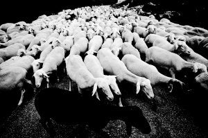 Rebaño. Las ovejas se agolpan en el paso del asfalto. Algunas llevan las patas heridas que les curan los pastores, tras clavarse espinas de la maleza que invade las viejas cañadas, hoy abandonadas. ::
JESÚS SIGNES
Afición. Miguel Conejo se acaba de jubilar de taxista en Holanda, donde estuvo 37 años, y disfruta ahora ayudando con el ganado. Aquí le rodean el mastín Pepe, la collie Pili y el 'gos d'atura' Paco. ::
JESÚS SIGNES
Pastor. Chimo Tomás dejó su antigua profesión y se hizo pastor de ovejas. Dice que se ve pastor, no ganadero, y que yerra quien ve este trabajo esclavo. Aquí otea el horizonte apoyado en su bastón. ::
JESÚS SIGNES/