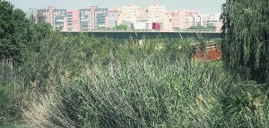 Las cañas invaden el cauce del río a su paso por Manises. :: DAMIÁN TORRES/