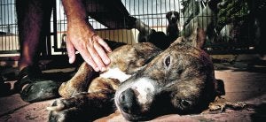 MALA VIDA. Fotografía tomada hace una semana en el albergue de la Protectora de Alicante, donde un veterinario acaricia a un perro maltratado. :: CARLOS RODRÍGUEZ/