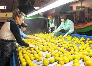 Trabajadoras de un almacén de cítricos de Gandía seleccionan naranjas para exportar. ::
EFE/RUBÉN FRANCÉS/
