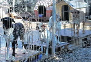 Albergue para animales abandonados de San Antonio de Benagéber. :: J. MONZÓ/