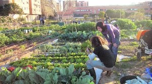 Huertos sociales de Benimaclet, en una imagen cedida por la asociación de vecinos. :: LP/