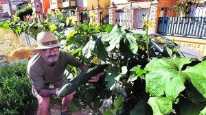 Roberto García, miembro de la asociación de vecinos Favara, en el huerto urbano de la calle Campos Crespo. :: JESÚS SIGNES/