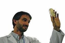 El doctor Alejandro Mira, director del equipo que ha descubierto la nueva bacteria. ::
LP/