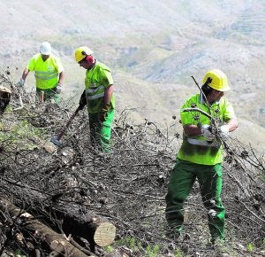 Operarios limpian la zona afectada por el incendio forestal de Dos Aguas. :: JESÚS SIGNES/