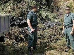 Agentes de la Guardia Civil custodian las aproximadamente 2000 plantas de marihuana tras desmantelar una plantación que disponía de riego por goteo y dos secaderos, que se encontraba oculta en un bosque de pinos situado en un terreno montañoso del término de Alcalá de Xivert. EFE/