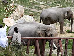 Un sacerdote lanza pétalos de flor sobre los dos elefantes para bendecirlos en el parque de naturaleza Terra Natura de Benidorm./