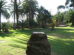 Una palmera de Torrent talada al estar afectada por el picudo rojo./