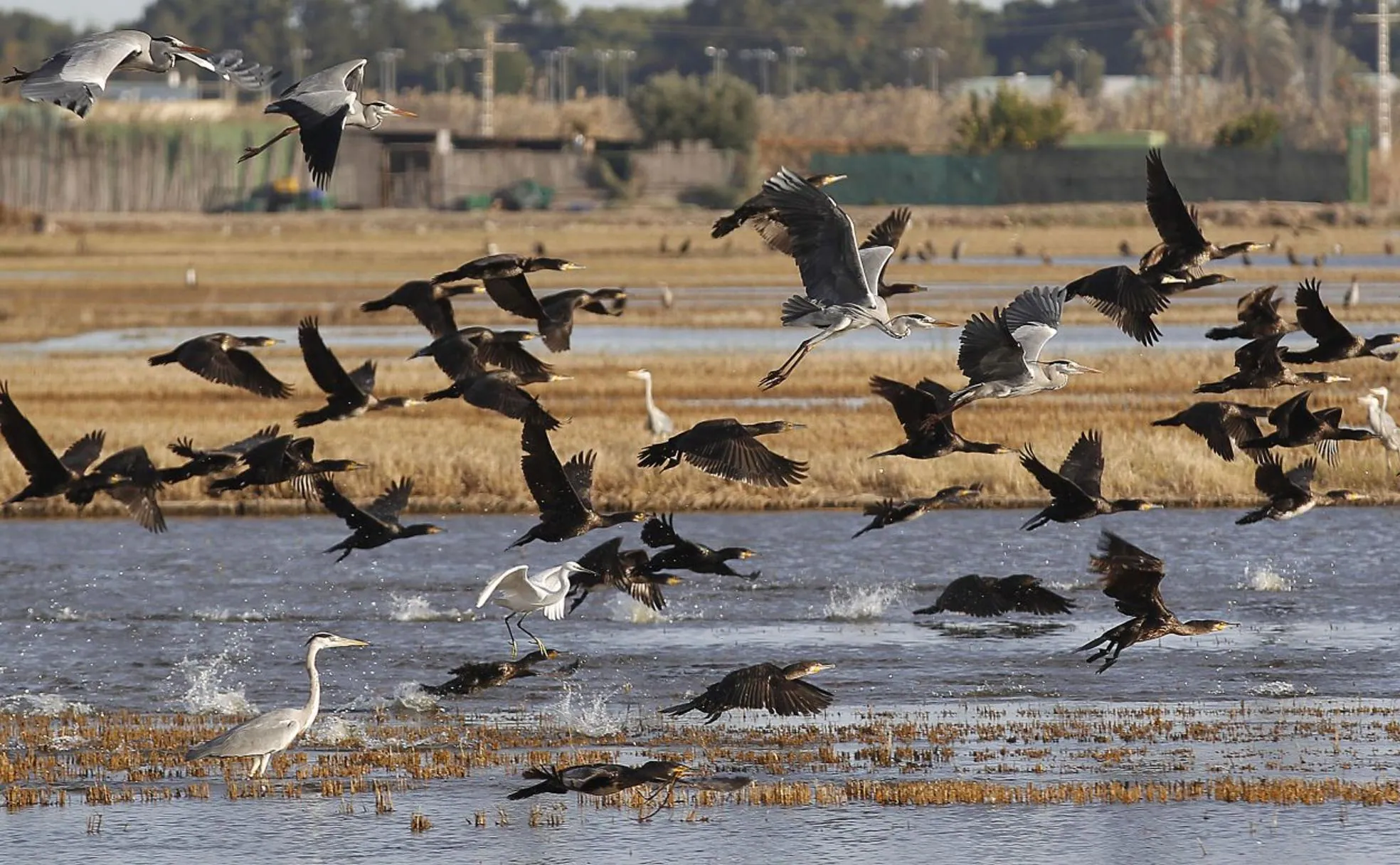 La fauna valenciana pide auxilio | Las Provincias