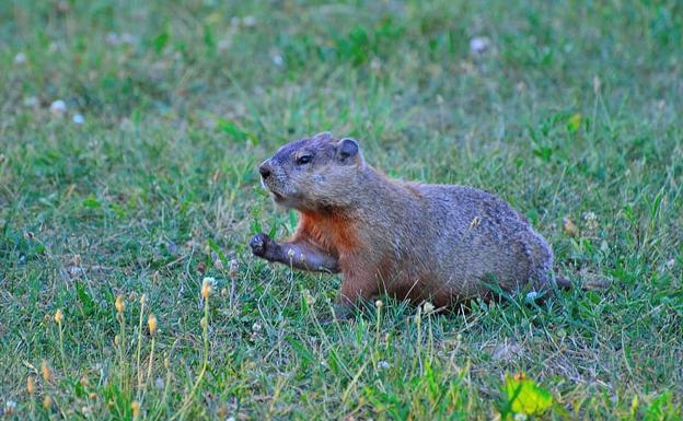 Se cree que las marmotas podrían haber transmitido la enfermedad./Pikist