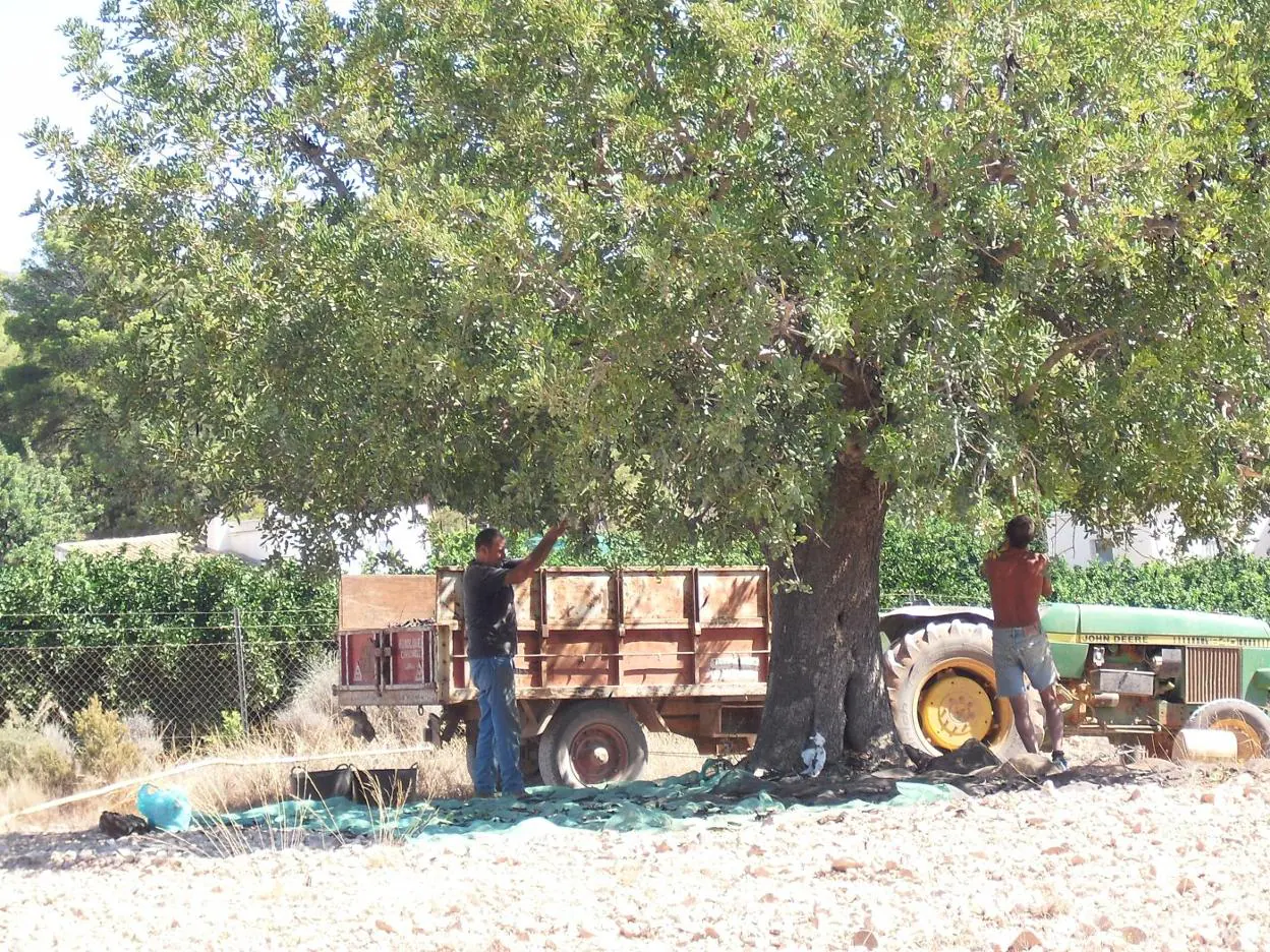 Lo nunca visto: lista de espera de dos años para adquirir plantones de  algarrobos | Las Provincias