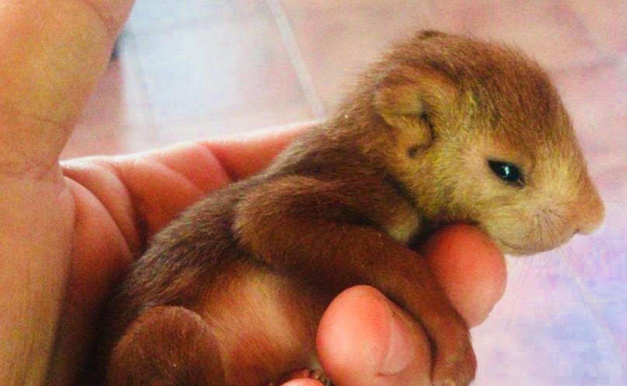 La Primera Ardilla Nacida En El Jardin Del Turia De Valencia Ya Tiene Nombre Las Provincias