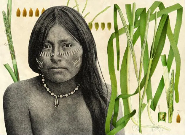 Mujer seri ('The Seri Indians', 1898) e ilustraciones botánicas de zostera marina. Cc PD/