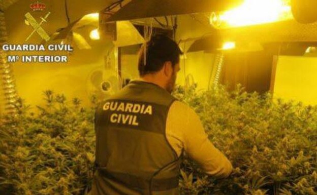 Un agente de la Guardia Civil, durante una intervención en una plantación de marihuana. /GUARDIA CIVIL