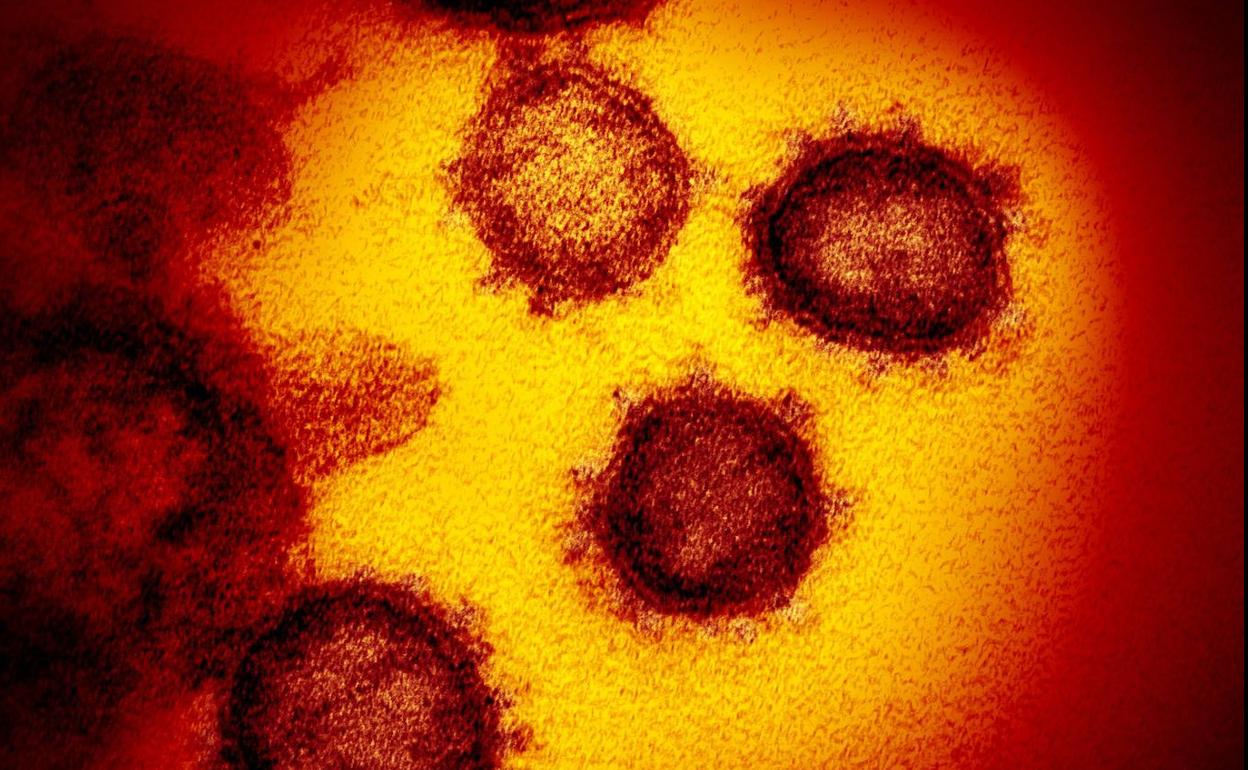 coronavirus como se llama la nueva variante del covid descubren una nueva variante en sudafrica con tantas mutaciones que amenaza a la eficacia de las vacunas las provincias