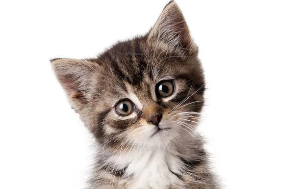 Hervir salto tramo Gatos: curiosidades, enigmas | Tu gato no reconoce tu rostro: así sabe  quién eres | Las Provincias