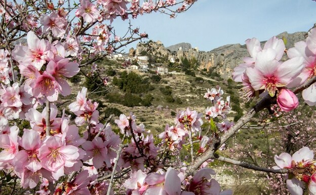 Qué hacer en la Marina Baixa: La floración del almendro en Guadalest | La  Vall de Guadalest en flor, la belleza del almendro que avanza la primavera  | Las Provincias