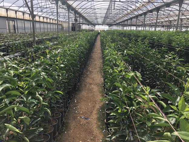 los-viveros-de-c-tricos-enfocan-la-producci-n-de-plantones-bajo