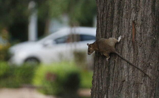 Plaga de ratas en Valencia | La plaga de ratas crece y se convierte en una  amenaza sanitaria | Las Provincias