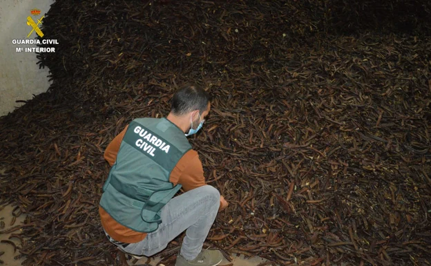 Un agente con la algarroba encontrada en los almacenes.  / Guardia Civil