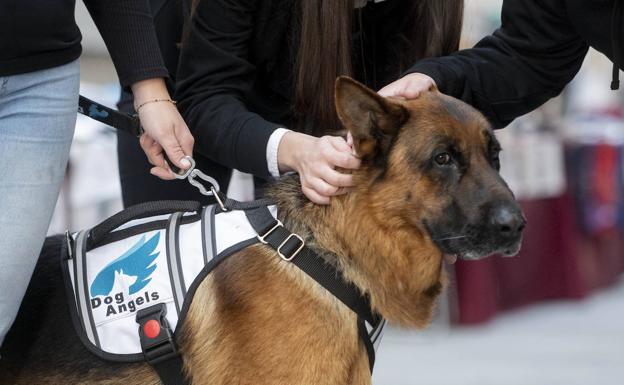 ¿Cuánto cuesta el seguro para perros?